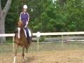 Chestnut gelding for sale