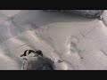 How to use a Clam Gun for Razor Clams How to use a Clam Gun for Razor Clams