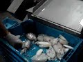 UNIPEIX-FISH POISSON PESCADO