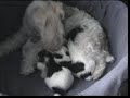 Pups up to 3 weeks