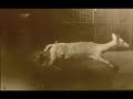 Eadweard Muybridge