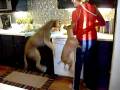 Debbie's Doggies