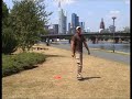 Hier mal ein paar Wurfvarianten. http://tinyurl.com/yjr2ozt #Discdogging #Frisbee #Dog Frisbee