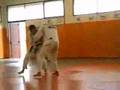 Stage Cédric CLAVERIE au dojo de Colomiers