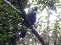 Tui Song