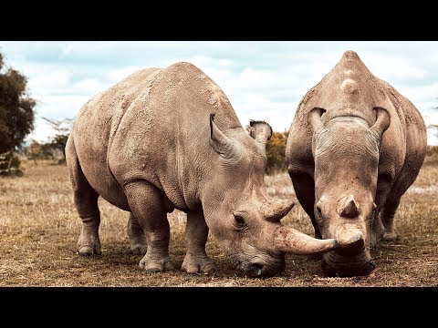 Estos son los dos últimos rinocerontes de su especie (eng)