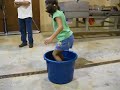 Grape stomping in Dahlonega