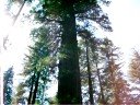 Toulumne Grove@ Yosemite National Park