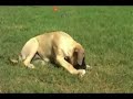 English Mastiff - Dawn & Eirene - Pig\