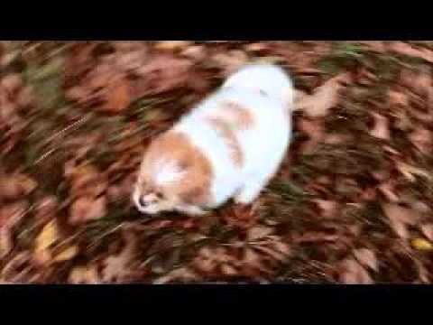 Siri red liver and white female shipoo for sale