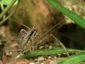 Crustáceo muito comum no território brasileiro.Filmado dentro do meu aquário plantado 