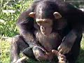 Monkey Drinks