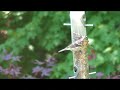 Female Rose Breasted Grosbeak