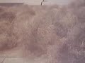 Lubbock Texas Windy Day Back Yard