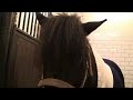 Dressuurshet tussen de paarden