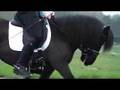 Dressuurshet tussen de paarden