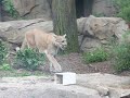 Pumas (Mountain Lions) Playing!!!