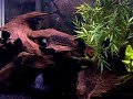 Firemouth, 绿色恐怖, 杰克・Dempsey cichlids