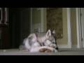 videos de Husky playing with a stuffed bear