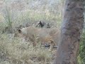 Lion Vs Monkey
