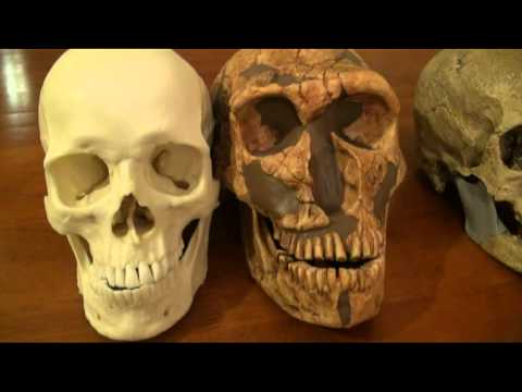 magnon - Comparison of modern human, Cro-Magnon and Neanderthal skull casts.