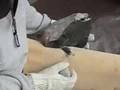 How to Make Flaked Stone Tools #1