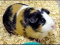 funny guinea pig song