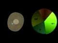 Citolog�a ciclo celular