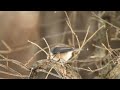 Tit Mouse Caught with Canon 7D