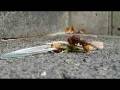 videos de Hornissenmahlzeit