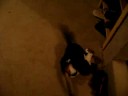 Clovis VS Cola Clovis VS Cola