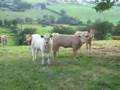 Talking to the cows..Glenburrisk, Galbally, Northern Ireland