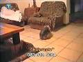 videos de dog style