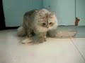 玩咩?