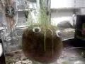  potato patata dile ronny ronnydile funny