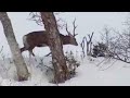 How to Stalk a Deer - Japan's Secret Wilderness - BBC