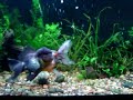oranda-goldfish-in-action.html