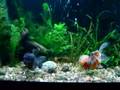Oranda Goldfish