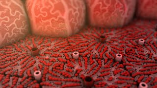 Hepatitis a y b