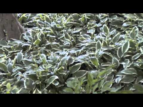 how to fertilize hostas