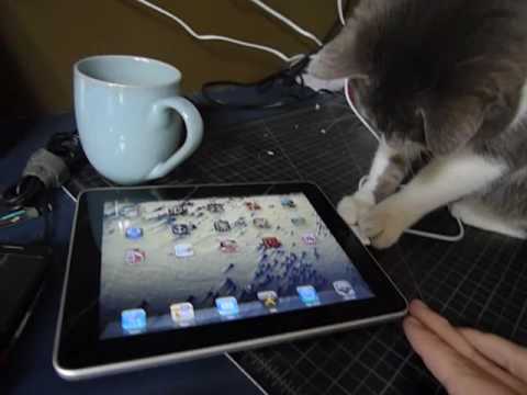 猫猫探索IPad（视频）