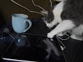 [ネコ]iPadを触る猫の仕草がキュート。のサムネイル3