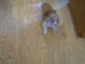 Shangool the TapDancing Chihuahua, The Movie