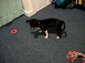 chase a tail chase a tail
