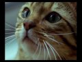 Ver Conexión Felina - ¿Entiendes a tu Gato?