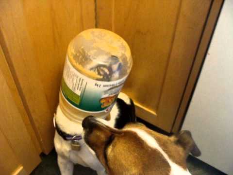 Fred's Head Stuck in Peanut Butter Jar