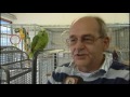 Papegaai teruggevonden door taalgebruik Papegaai teruggevonden door taalgebruik
