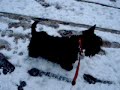 Layka passeando na neve!!!