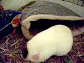 Guinea pigs in their new pocket cozies