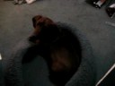 fat hotdog